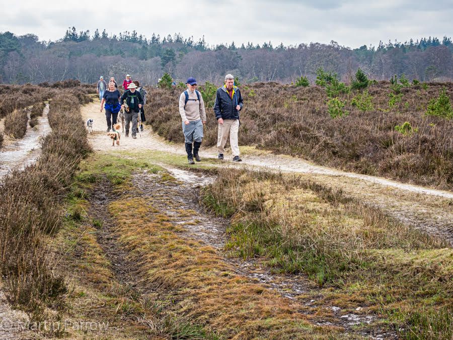 Ramblers walking in New Forest